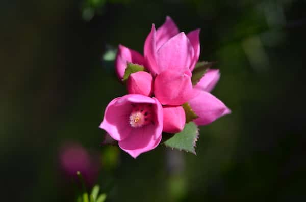 Boronia serrulata photo