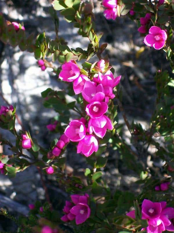 Boronia serrulata photo