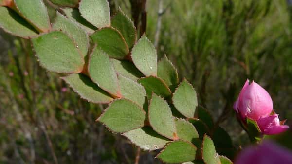 Boronia serrulata photo