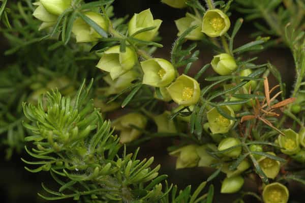 Boronia tetrandra photo