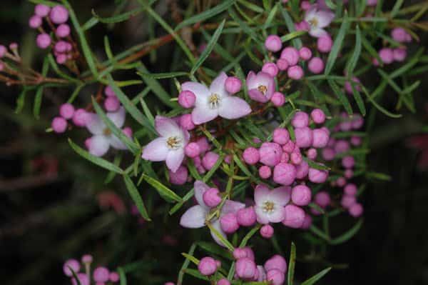 Boronia thujona photo