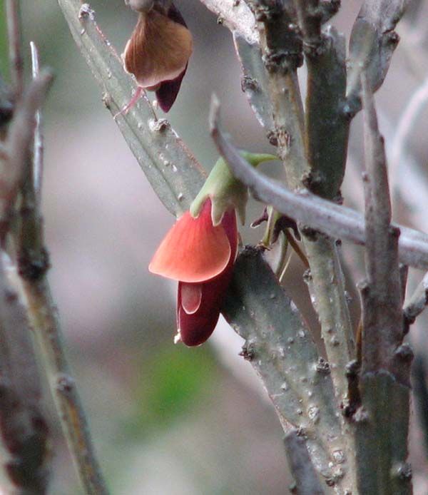 Bossiaea walkeri photo