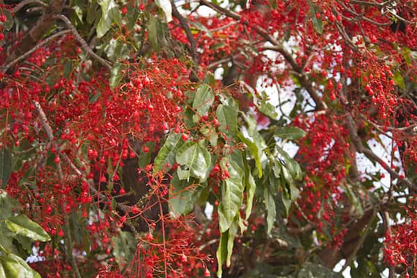 Brachychiton acerifolius photo