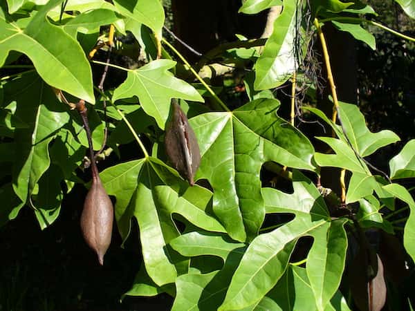 Brachychiton acerifolius photo