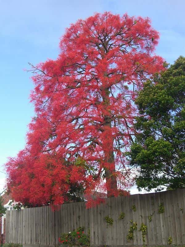 Brachychiton acerifolius photo