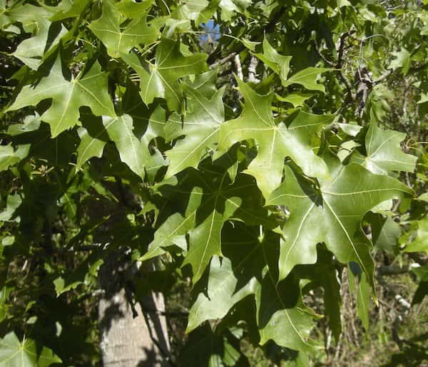 Brachychiton australis photo