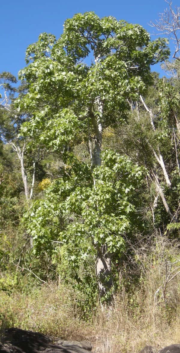 Brachychiton australis photo