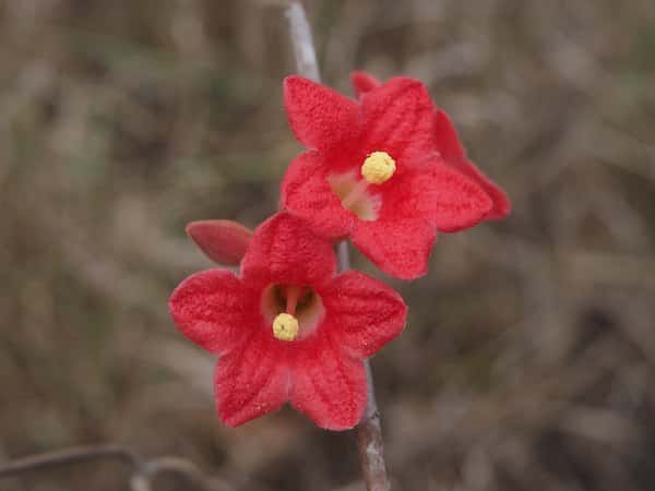 Brachychiton bidwillii photo