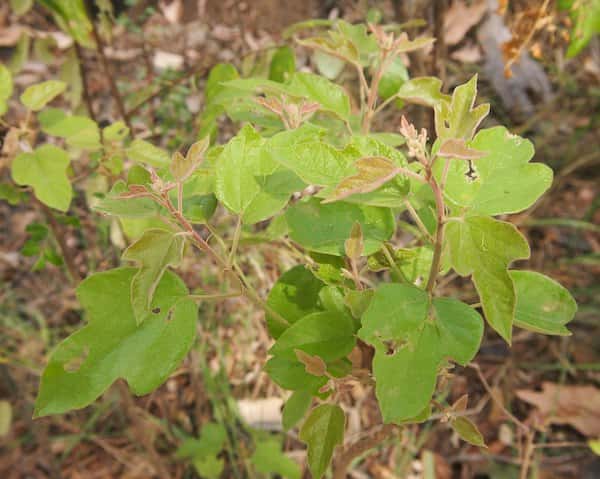 Brachychiton bidwillii photo