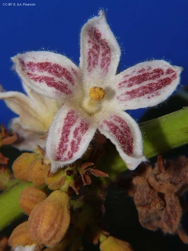 Brachychiton compactus photo