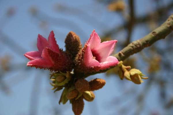 Brachychiton discolor photo