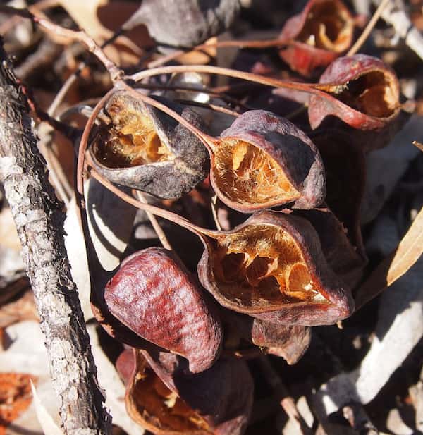 Brachychiton gregorii photo