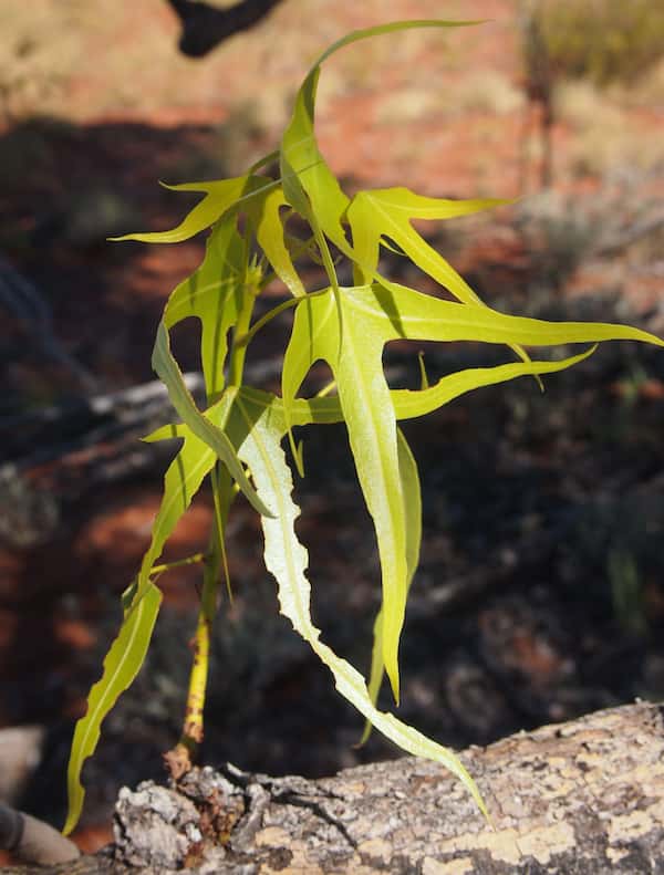 Brachychiton gregorii photo