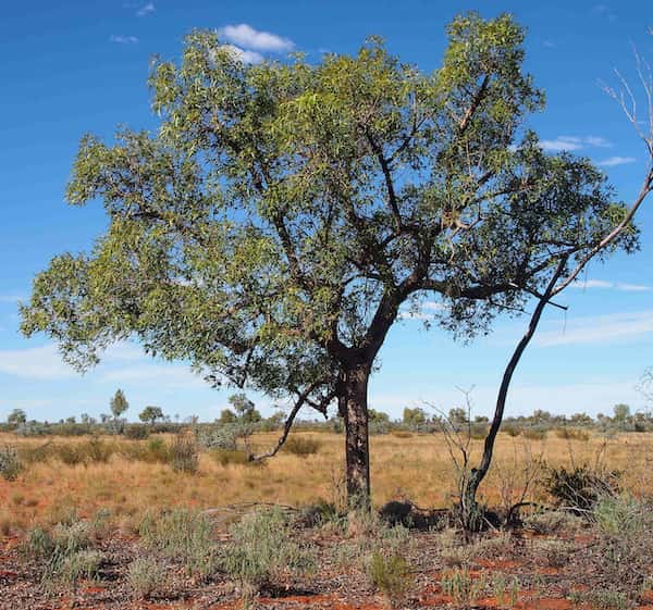 Brachychiton gregorii photo