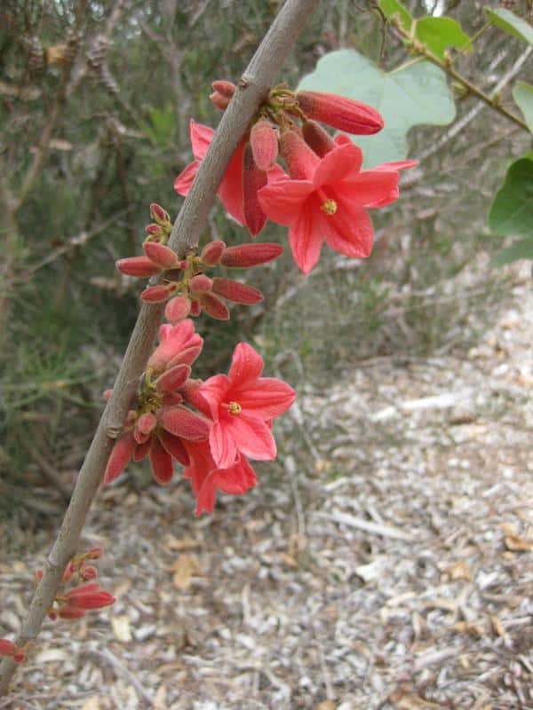 Brachychiton muellerianus photo