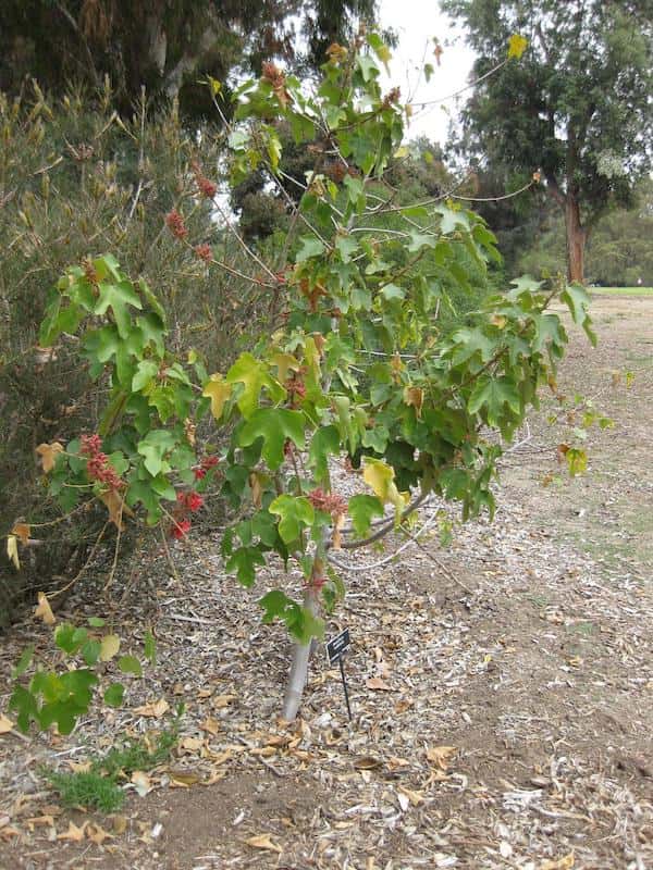 Brachychiton muellerianus photo