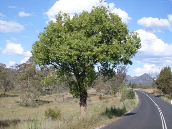 Brachychiton populneus photo