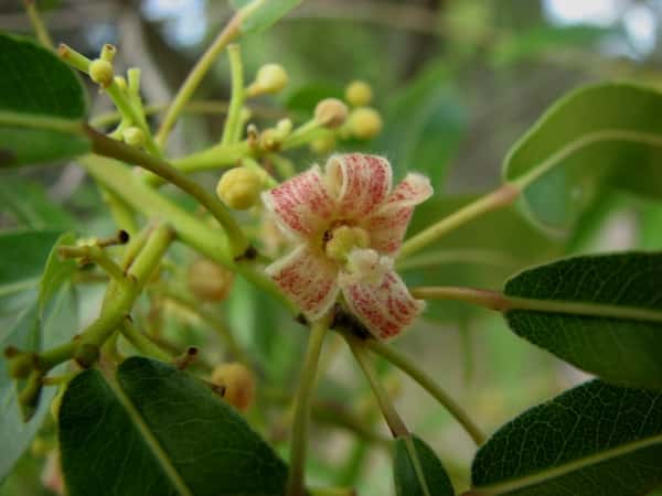 Brachychiton rupestris photo