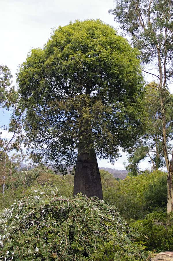 Succulent Trees: Brachychiton rupestris