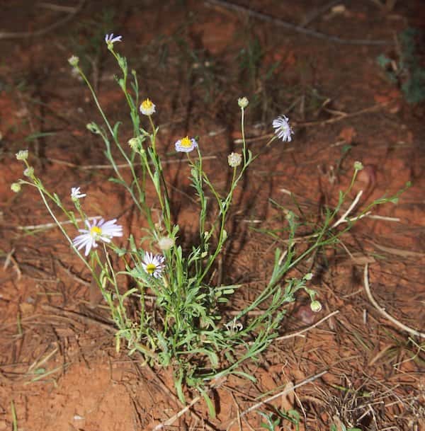 Brachyscome ciliaris photo