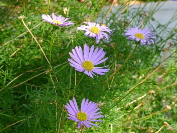 Brachyscome iberidifolia photo