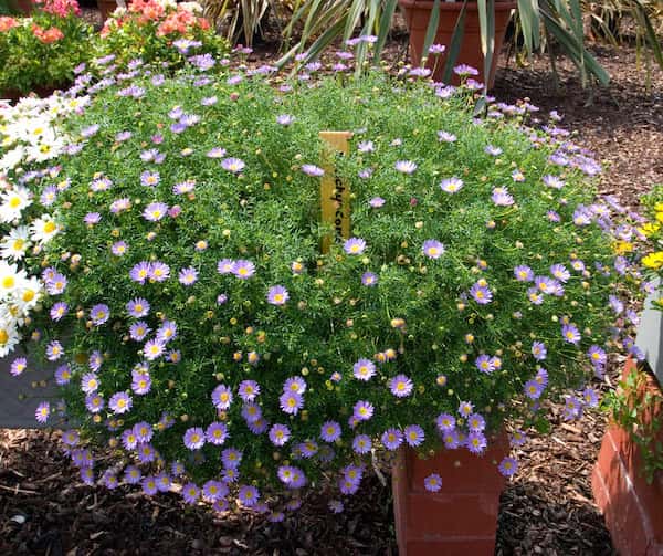 Brachyscome iberidifolia photo