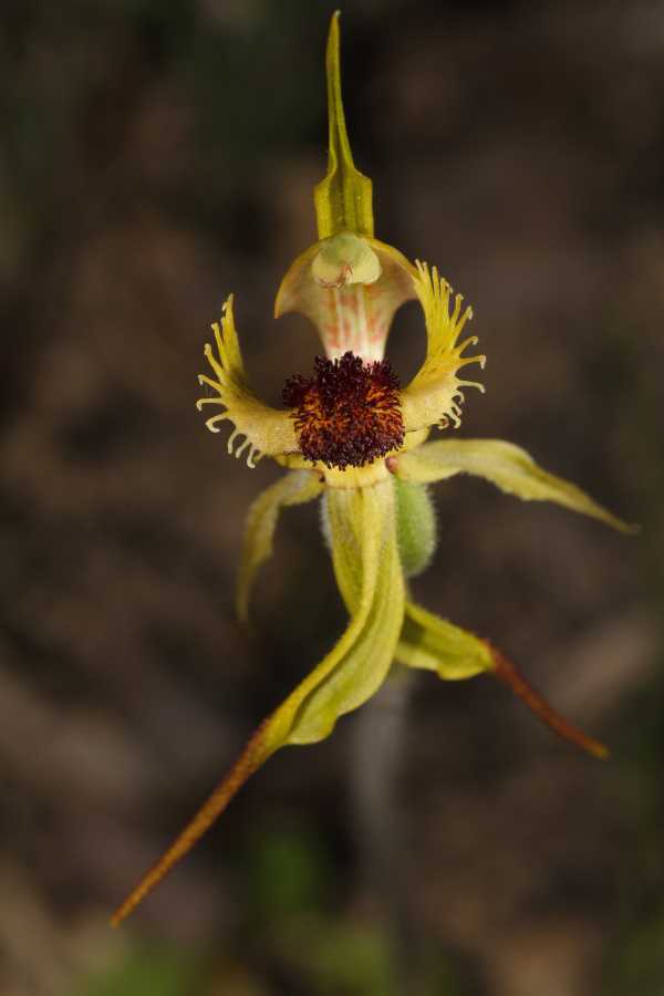 Caladenia crebra photo