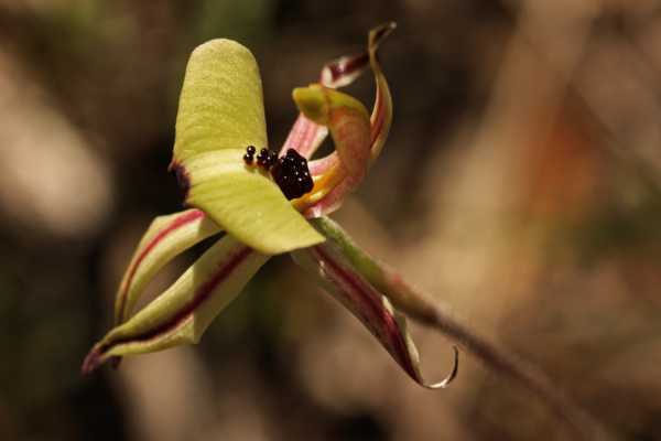 Caladenia roei photo