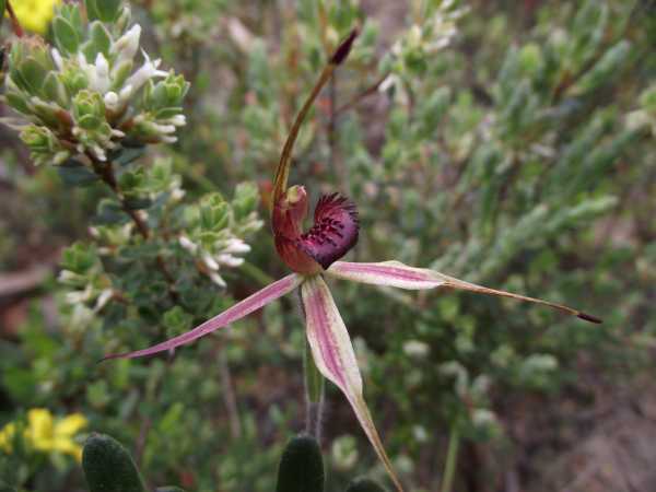 Caladenia ampla photo