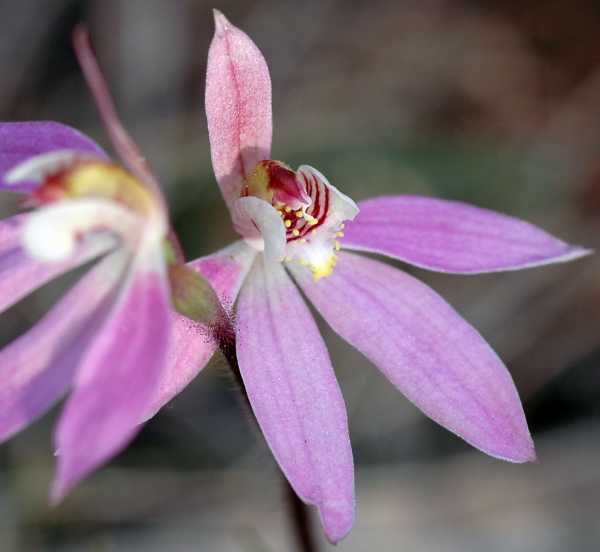 Caladenia carnea photo