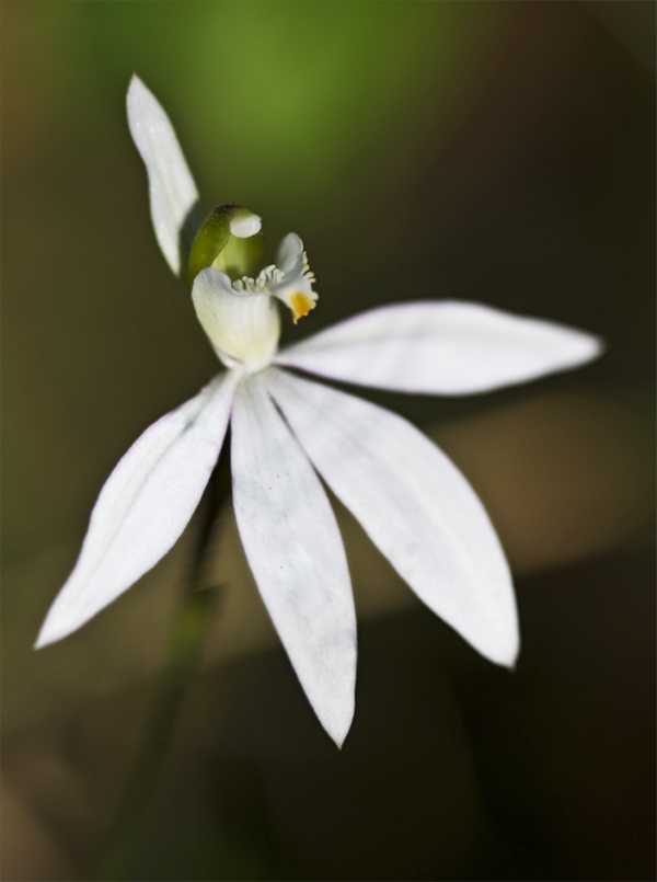 Caladenia catenata photo