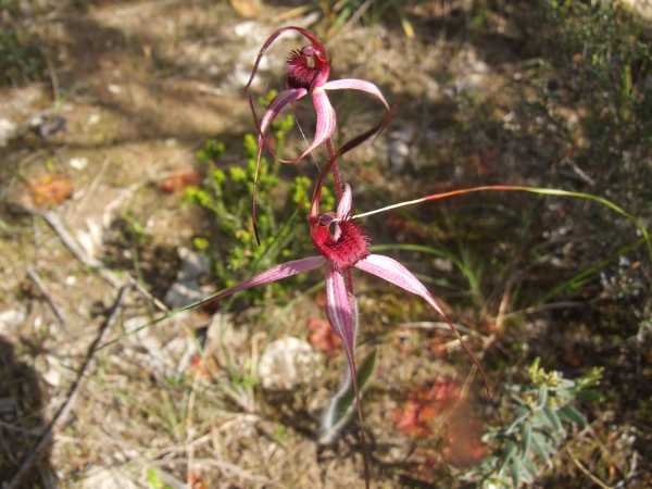 Caladenia cruciformis photo