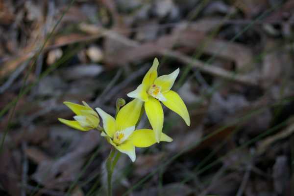 Caladenia flava photo