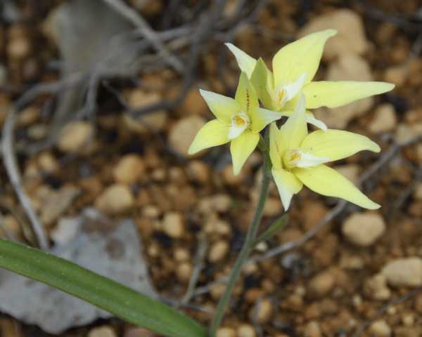 Caladenia flava photo