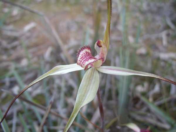 Caladenia fulva photo