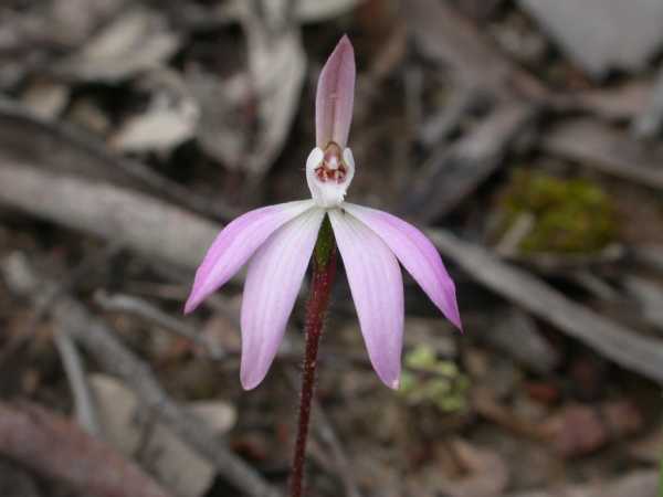 Caladenia fuscata photo