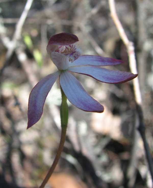 Caladenia gracilis photo