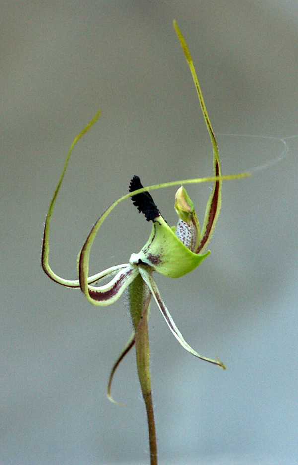 Caladenia integra photo