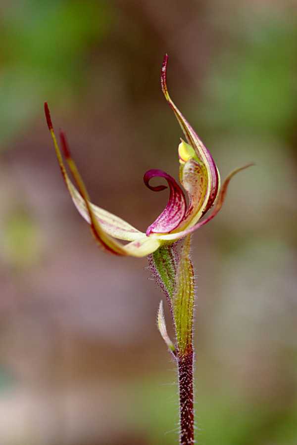 Caladenia leptochila photo