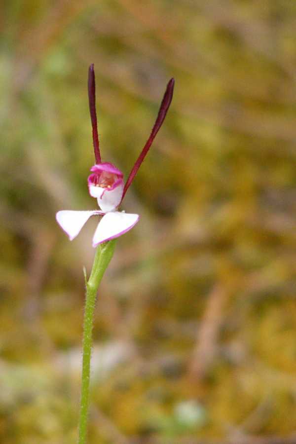 Leptoceras menziesii photo