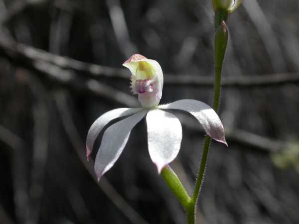 Caladenia moschata photo