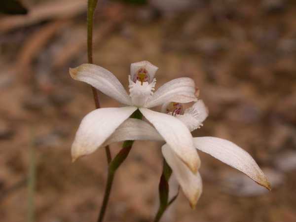 Caladenia ustulata photo