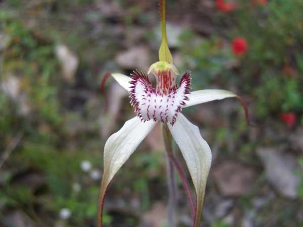 Caladenia venusta photo