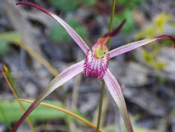 Caladenia versicolor photo