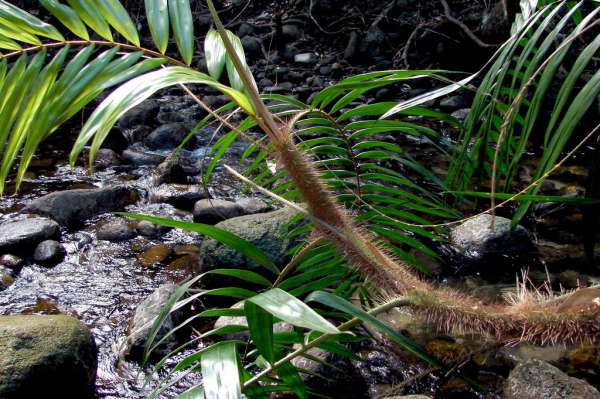 Calamus australis photo