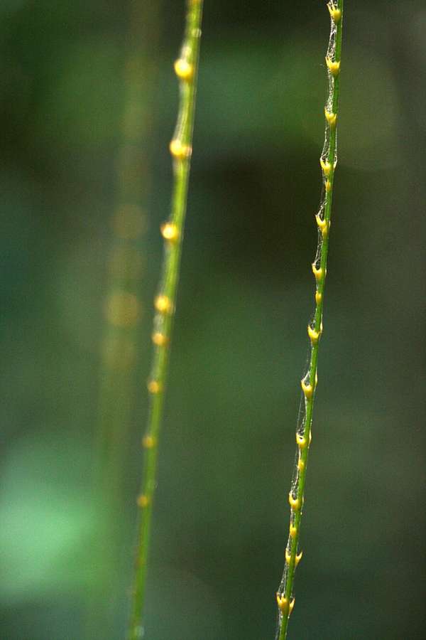 Calamus australis photo