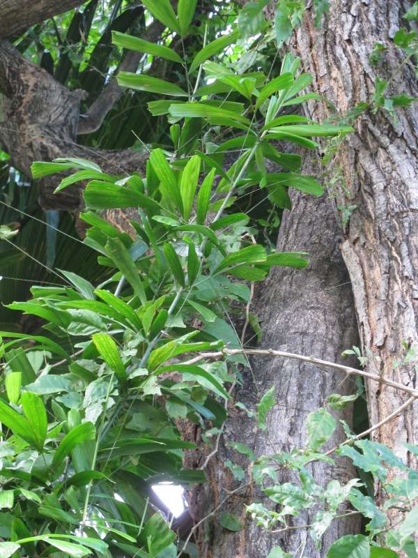 Calamus caryotoides photo