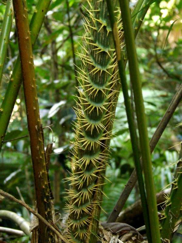 Calamus moti photo