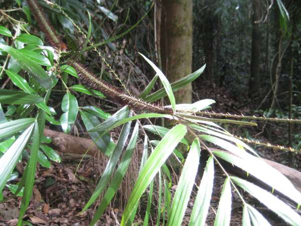 Calamus muelleri photo