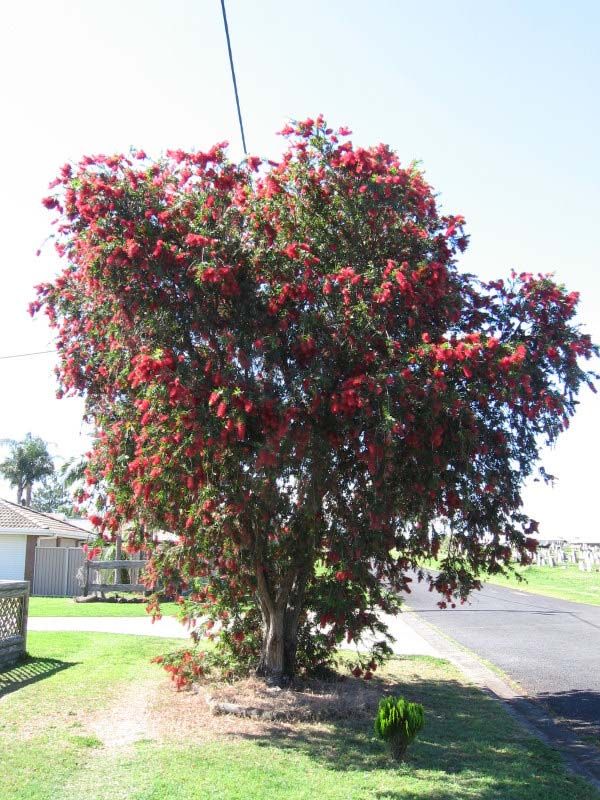 Callistemon viminalis photo